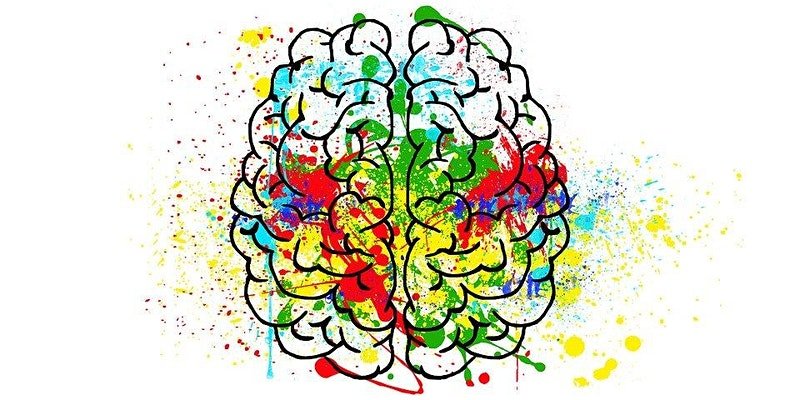 Brain